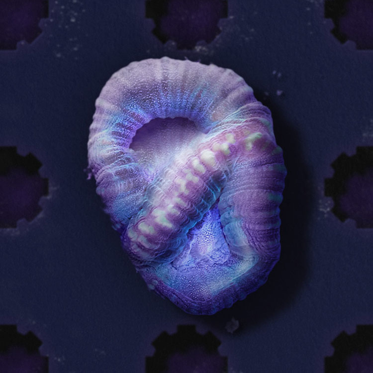 the forever reef project partnership