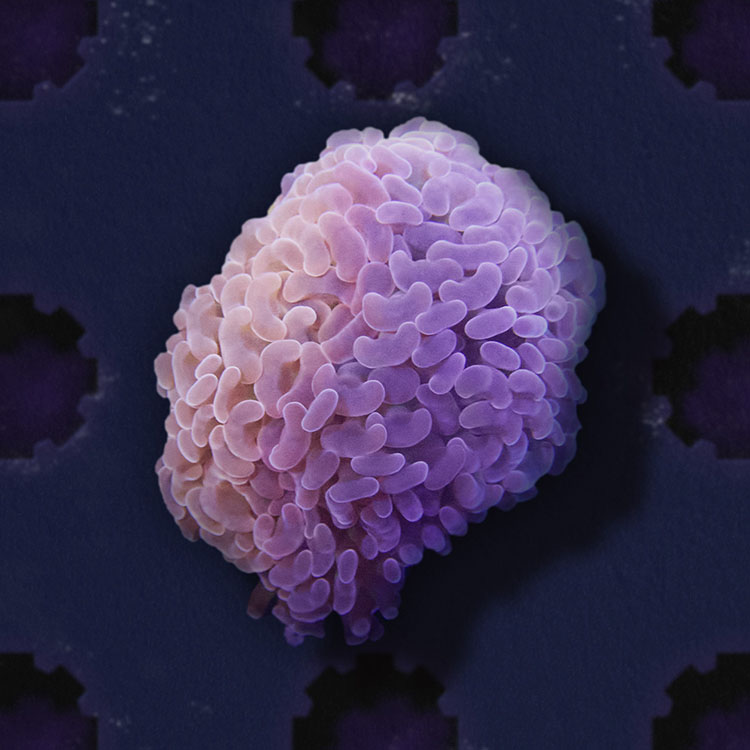 the forever reef project partnership