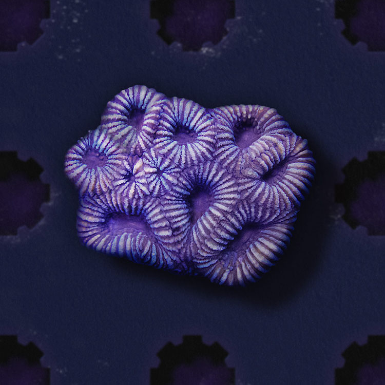 the forever reef project partnership