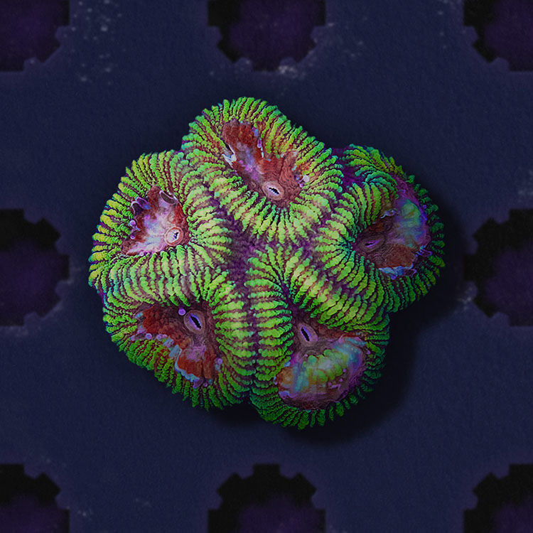 the forever reef project partnership